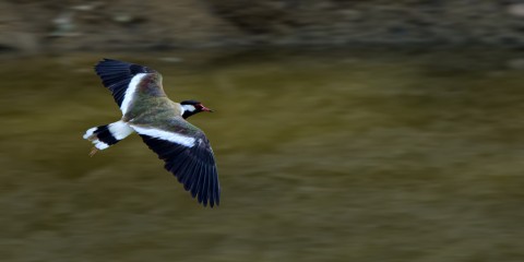 The birds of Hyderabad Botanical Garden