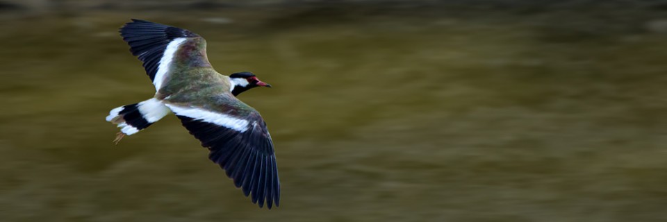 The birds of Hyderabad Botanical Garden