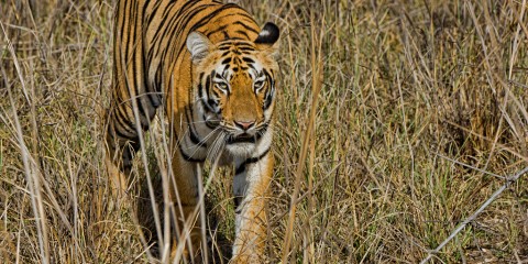 The Royal Beasts of Tadoba