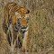 The Royal Beasts of Tadoba