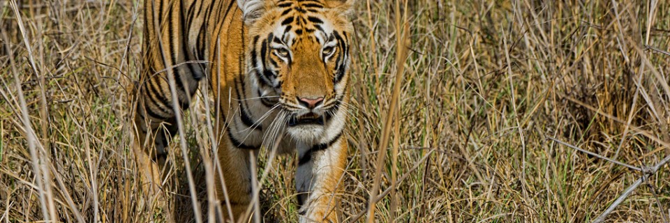 The Royal Beasts of Tadoba
