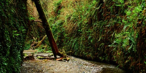 Land of the giants : Redwood National Park