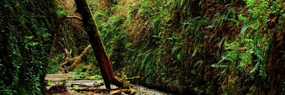 Land of the giants : Redwood National Park